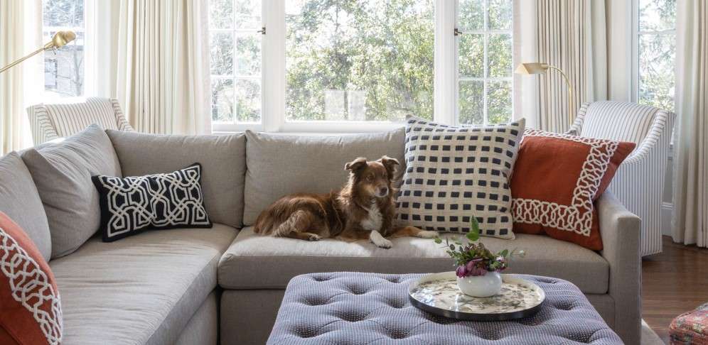 ultimate guide to pet friendly sofas by revelry interior design